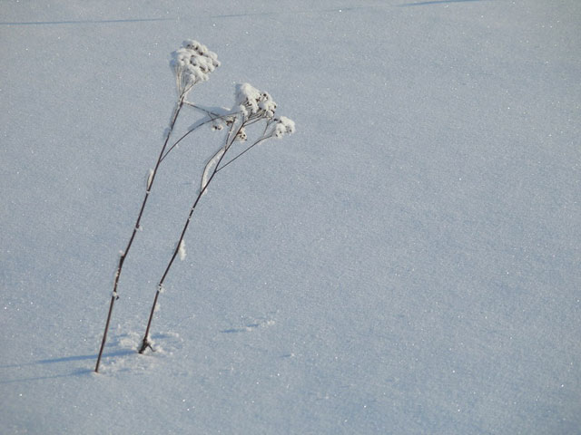Winter Design