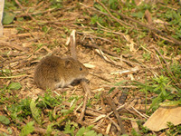 Field Vole