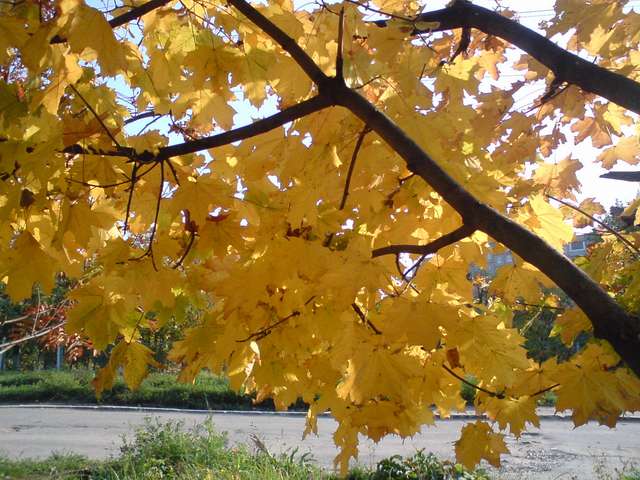 Golden Tree
