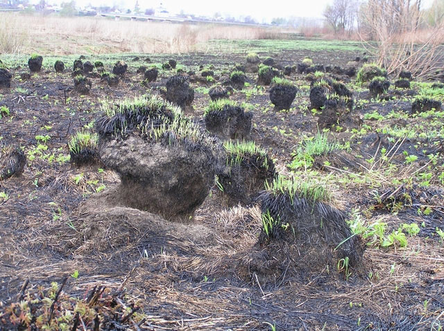 Grass Through Ash