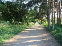 Аллея Александрино