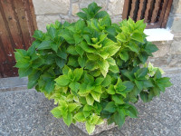 All Shades of Green