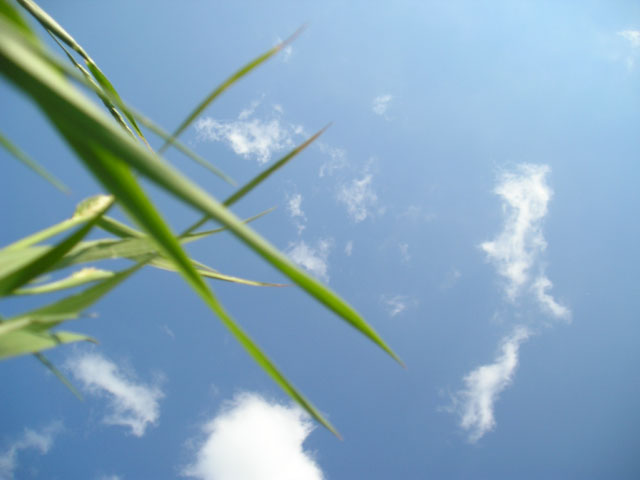 Austerlitz Sky