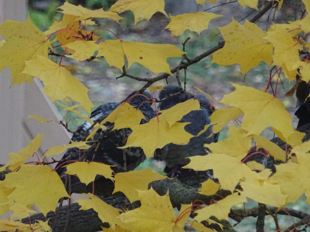 Autumn Mimicry