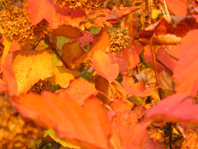 Autumn Leaves
