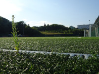 A Bit of Natural Grass