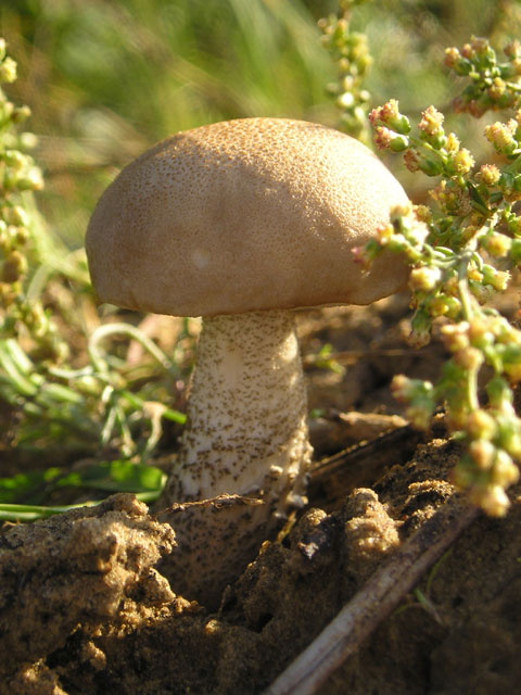 Brown Cap Boletus