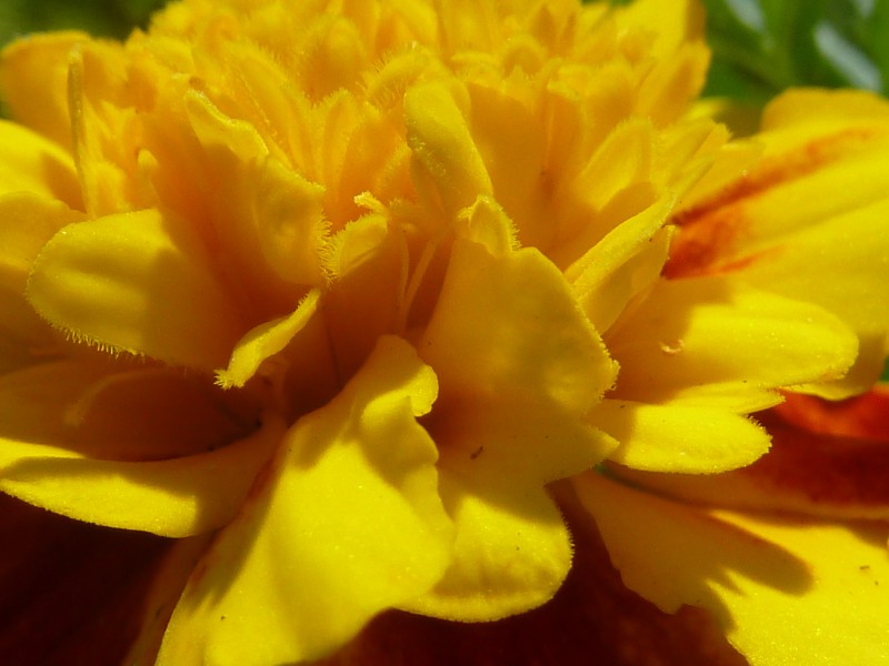 Bunch of Sun