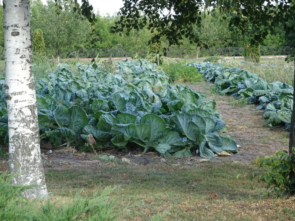 Cabbage Under the Birch