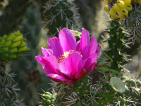 Cactus Flower