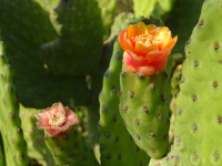 Cactus Flowers
