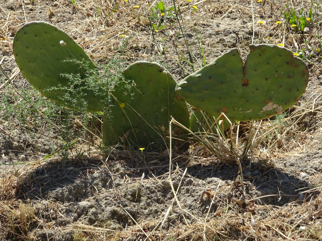 Thick Cactus-Mouse