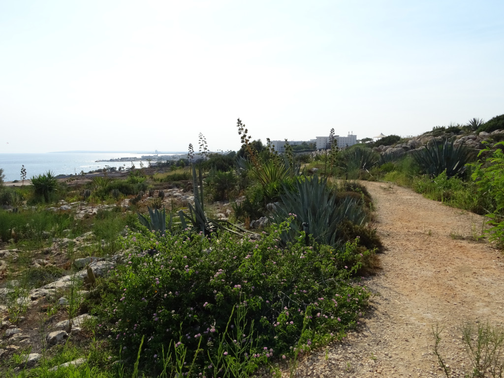 Cactus Seascape