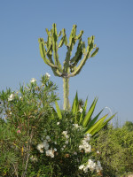 Cactus Wine Glass
