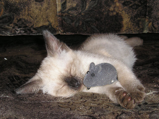 Cat'n'Mouse 
© My wife Yulia