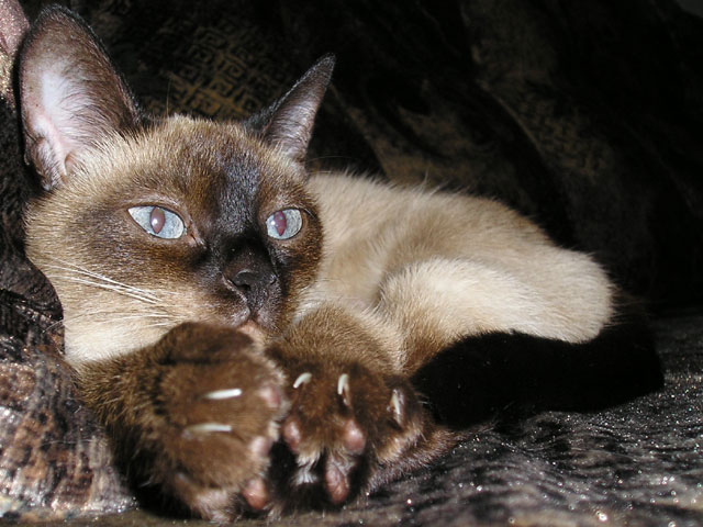 Cat Paws