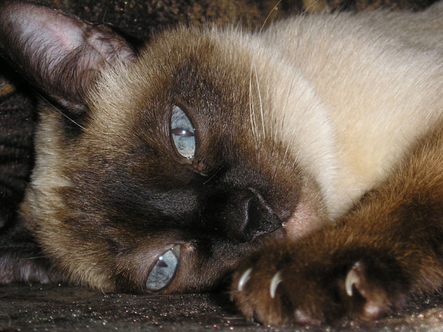 Cat Resting