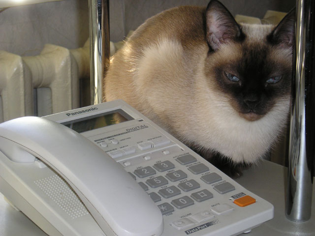 Secretary Cat