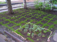 Cell Lawn