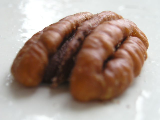 Chipmunk Brain
