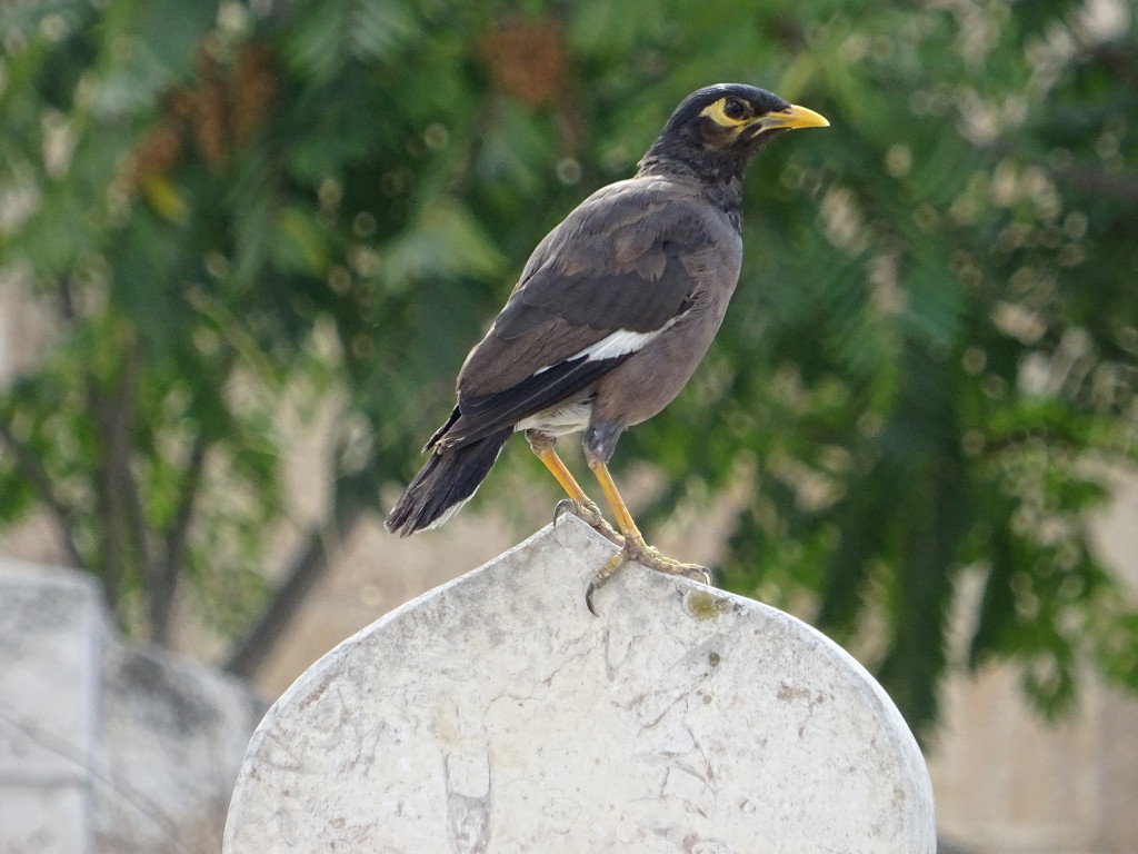 Common Myna