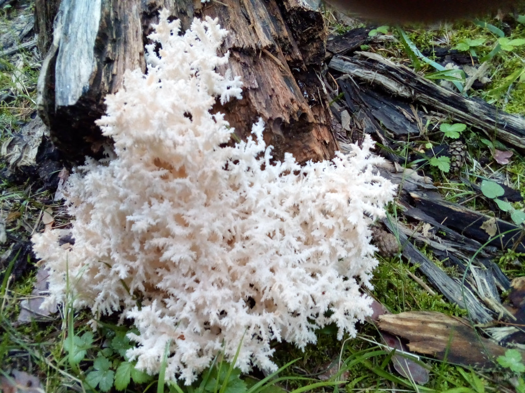 Coral Mushroom