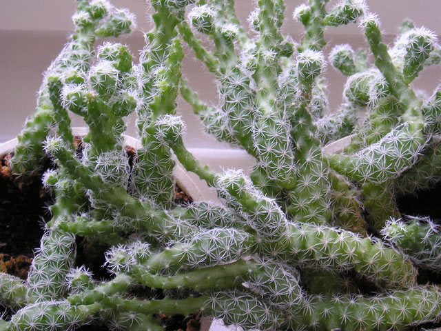 Crazy Cactuses