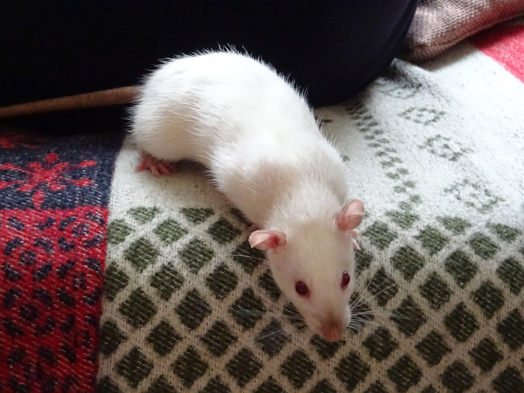 Curious Mousebus Galya