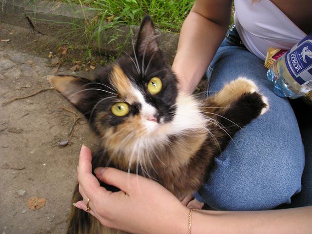 Cute Kitten
