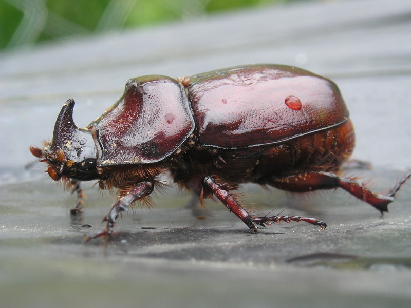 Dacha Rhinoceros