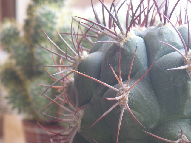 Dangerous Cactus