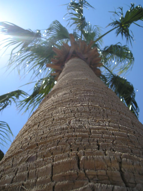 Date Palm