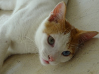 Different-Eyed