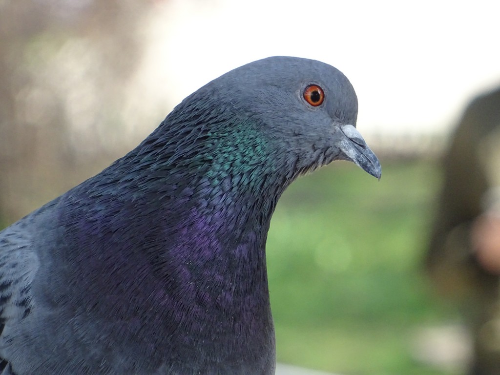 Dove's Glance 
© My wife Yulia