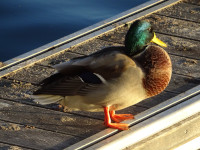 Утка на закате