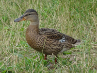 Duck