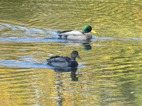 Утки на зеркале