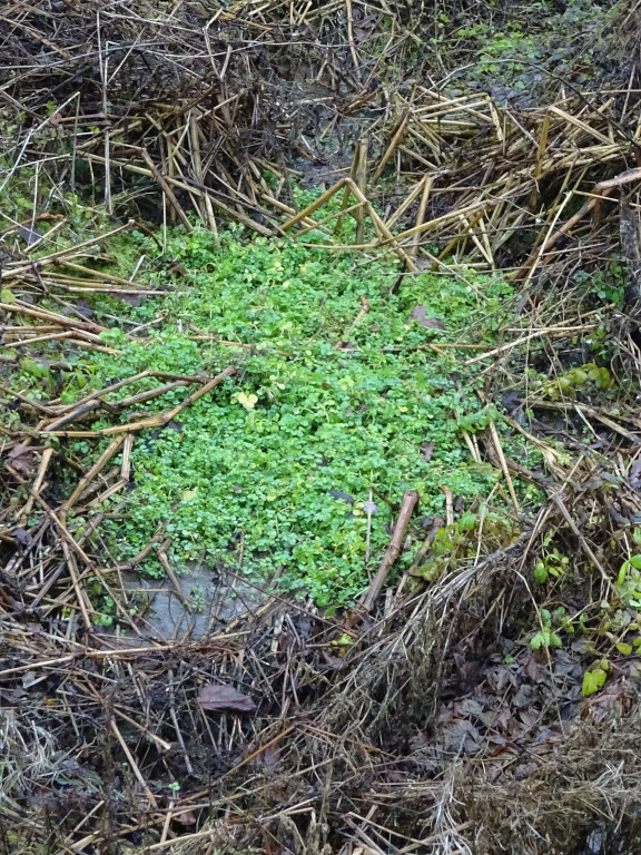 Duckweed Against Windbreak