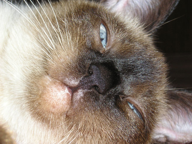 Fed Up Cat