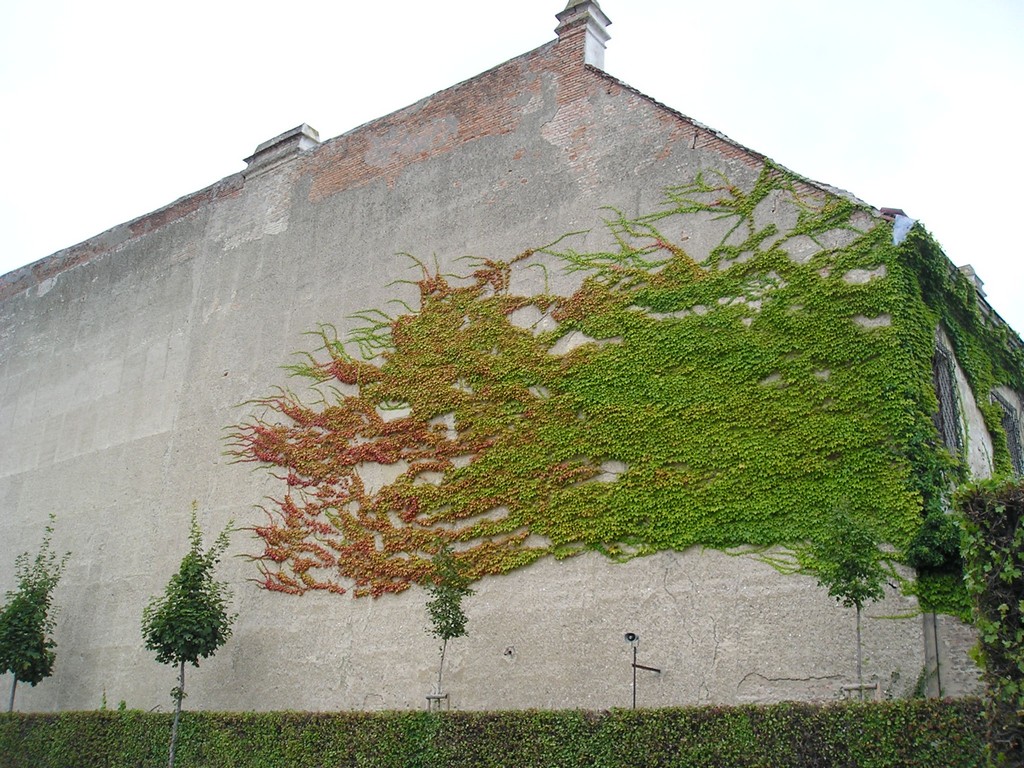 Flames of Ivy