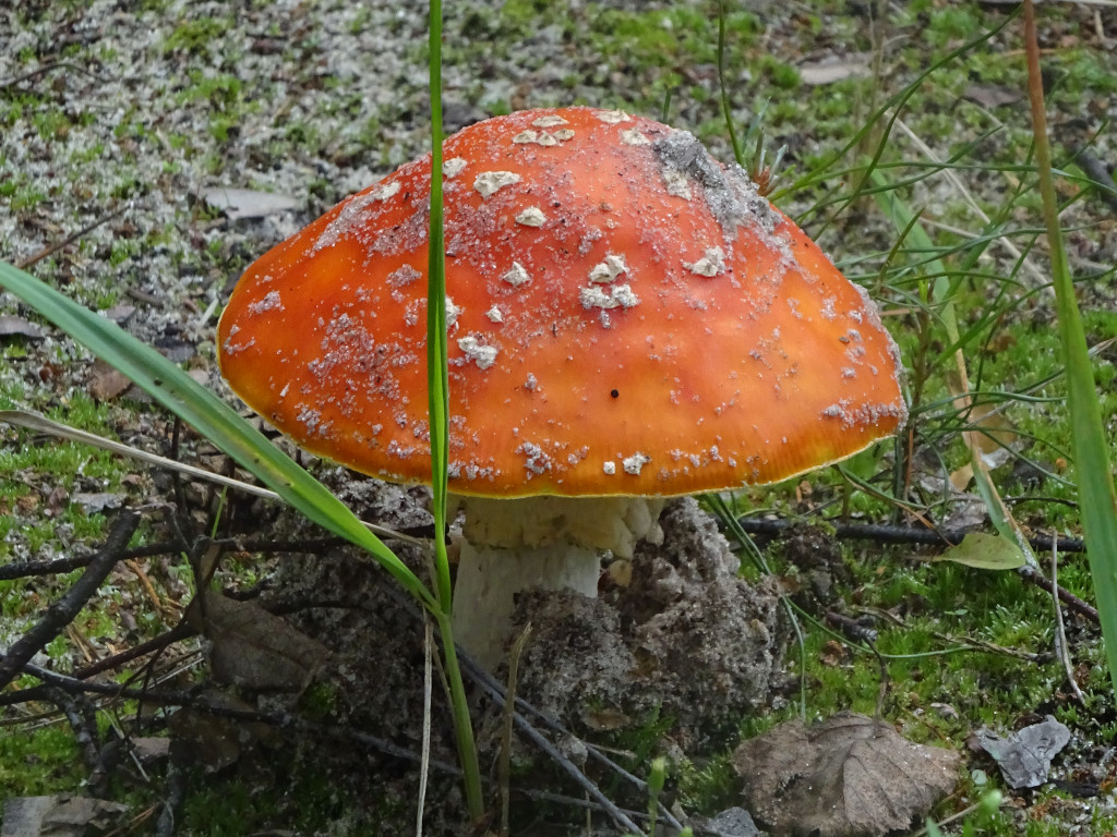 Мухомор