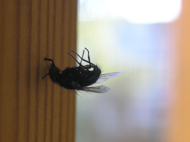 Fly Stopped