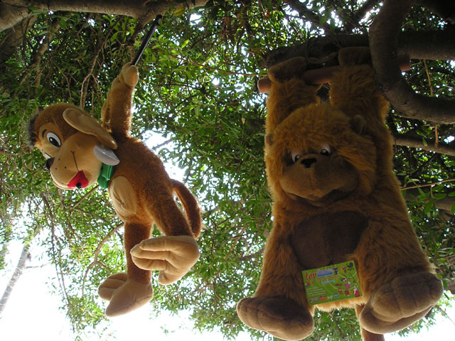 Forest Animals