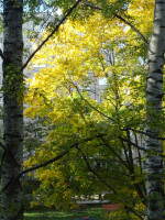 Золото-зелёная осень