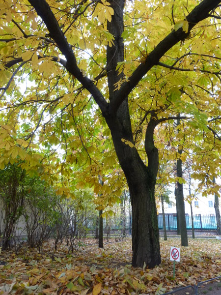 Golden Autumn, Do Not Step!..