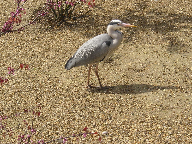 Gorgeous Heron