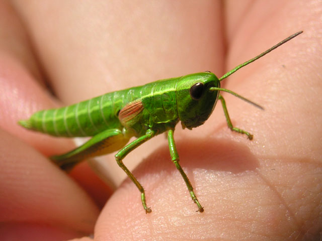 Grasshopper