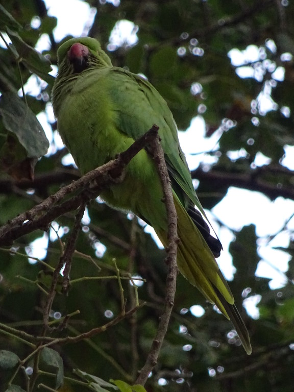 Green Camouflage