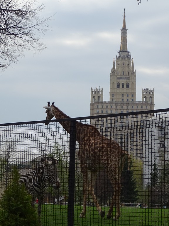 Greenhouse Effect in Moscow