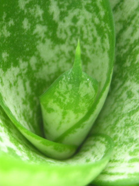 Green Whirl